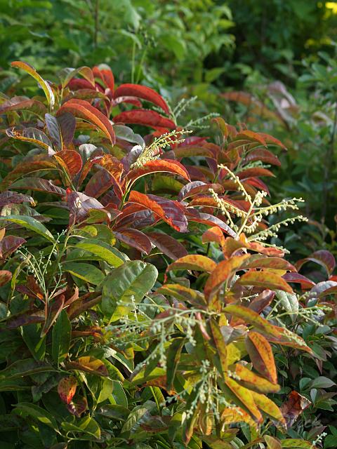 Oxydendron aboreum.jpg